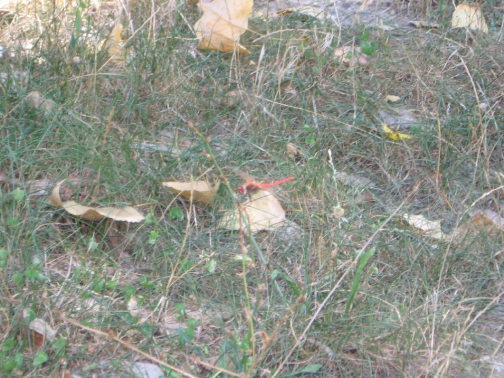 Crocothemis erythraea maschio???